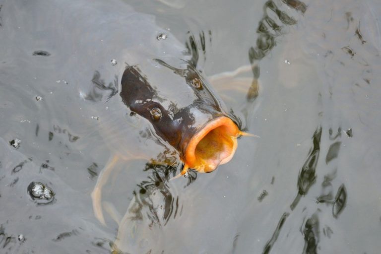 Auchan withdraws live carp from offer of all its stores in Poland